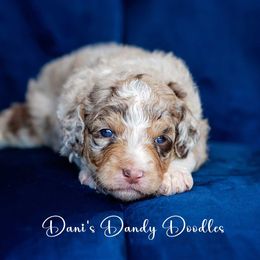 Dulce - Red merle male Aussiedoodle puppy in Roebuck, South Carolina from Dani's Dandy Doodles