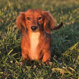 Zelda - Dachshund