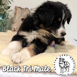 Xanthos - Black tri male Miniature Australian Shepherd puppy in Jaroso, Colorado from Heaven Sent Aussies
