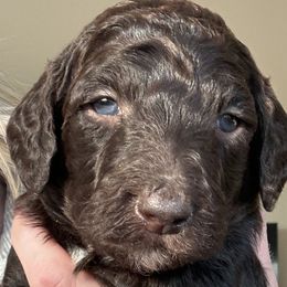Toby - Goldendoodle puppy in Petoskey, Michigan from Petoskey Goldendoodles