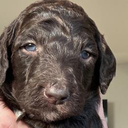 Toby - Goldendoodle puppy in Petoskey, Michigan from Petoskey Goldendoodles