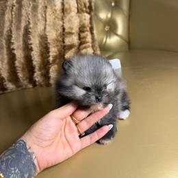 Valentino - Wolf sable male Pomeranian puppy in Grand Prairie, Texas from D’ Pomlovers