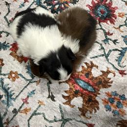 Pomeranian Puppies from ThePomPack