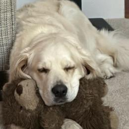 Lucy - Golden Retriever