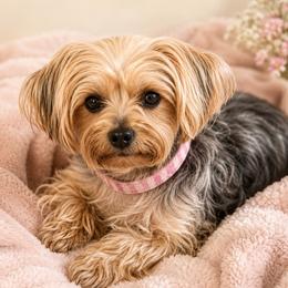 Mia - Yorkshire Terrier