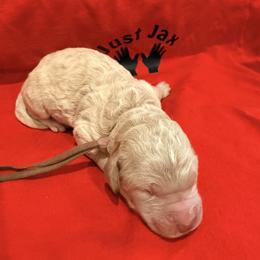 Girl 1 - Cream female Goldendoodle puppy in Houston, Texas from Were The Mack'Doodles