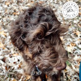 Twix - Yellow Boy - Phantom Goldendoodle puppy in Virginia from Beach and Bay Dog Co
