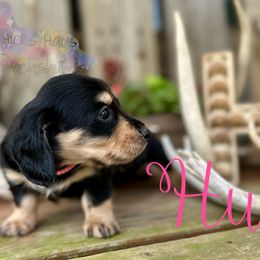 Dachshund Puppies from Hicks Haus Dachshunds