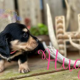 Dachshund Puppies from Hicks Haus Dachshunds