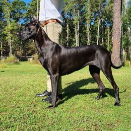 Connie - Great Dane