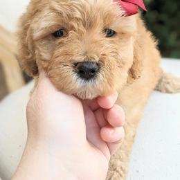 Aussiedoodle and Goldendoodle Puppies from Ever After Doodles Arizona