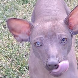 Xoloitzcuintli from Goodhart's Xoloitzcuintli's
