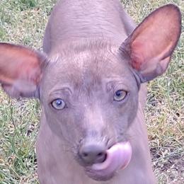 Xoloitzcuintli from Goodhart's Xoloitzcuintli's