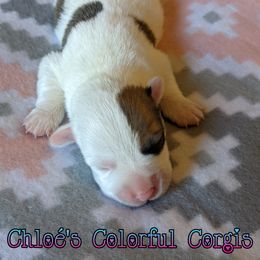 American Corgi and Pembroke Welsh Corgi Puppies from Chloe's Colorful Corgis