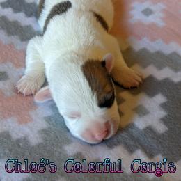 American Corgi and Pembroke Welsh Corgi Puppies from Chloe's Colorful Corgis