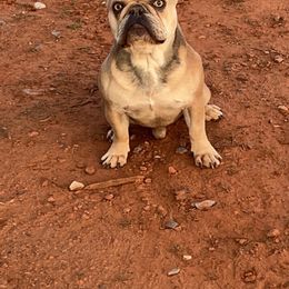 Toby - French Bulldog