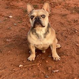 Toby - French Bulldog
