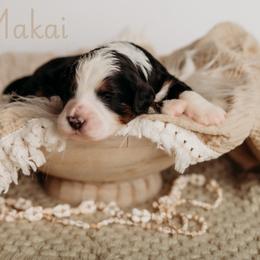 Makai - Tri-color male Bernedoodle puppy in Grants Pass, Oregon from Royal Empire Bernedoodles