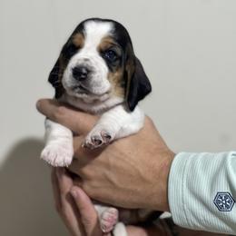 Chestnut - Black brown and white female Basset Hound puppy in Lone Jack, Missouri from Wee Little Bassets