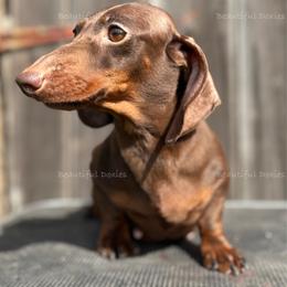 Nannor - Dachshund