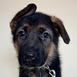 Sadie - Black and red female German Shepherd puppy in Grand Junction, Colorado from Sonnenfeld Shepherds