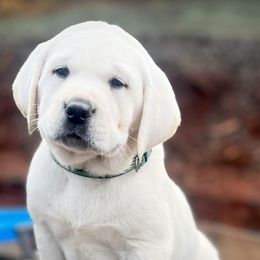 Labrador Retrievers from Mckenzie River Labrador Retrievers