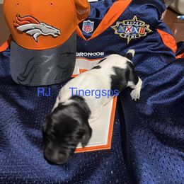 RJ - Black roan female German Shorthaired Pointer puppy in Jackson, Georgia from Tiner GSP’s LLC