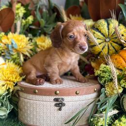 Betty - Red female Dachshund puppy in Wills Point, Texas from Duck Creek Farm