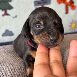 Owl - Black and tan female Dachshund puppy in Turlock, California from Dandelion Dachshund