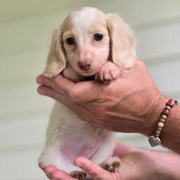 Pringles - Piebald male Dachshund puppy in Mcminnville, Tennessee from Red Barn Farms Minis