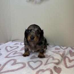 Axel - Dapple male Dachshund puppy in Mountain Grove, Missouri from Happy Hounds and More🐾