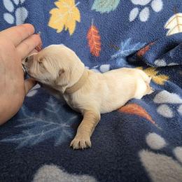 Bonnie - Golden female Golden Retriever puppy in Menasha, Wisconsin from Kreger's K9s