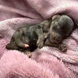 Journey - Merle female Cavapoo puppy in Battle Lake, Minnesota from Panda Puppies