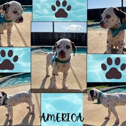 America - White and liver brown male Dalmatian puppy in Waxahachie, Texas from Tiff’s Dalmatian Plantation