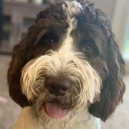 Harley - Goldendoodle