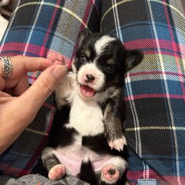 Eadie - Black and white female Chihuahua puppy in Canton, Texas from Heavenly Chihuahua