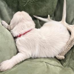 Girl 1 - Light golden female Golden Retriever puppy in Lincoln, California from Roberts Golden Retrievers