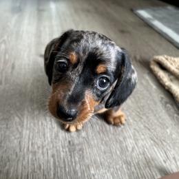 Dachshund Puppies from Breezy Florida Dachshunds