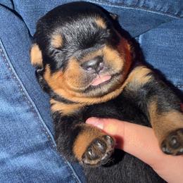 Boy 4th pick - Black and mahogany male Rottweiler puppy in Fredericktown, Missouri from Obsessions Rottweiler