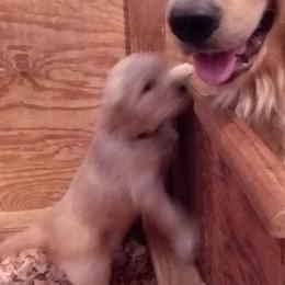 Golden Retriever Puppies from Davids Golden Retrievers