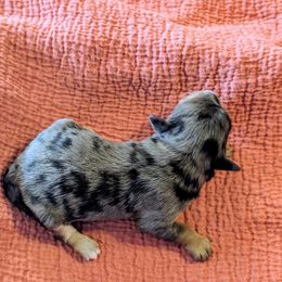 Bernedoodle puppies from Sis' Doodles & Poodles