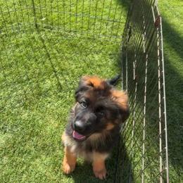 AKC Green Girl - Black and red female German Shepherd puppy in Bakersfield, California from Aguirre Farm