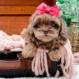 Shihpoo puppies from NC Doodle Puppies
