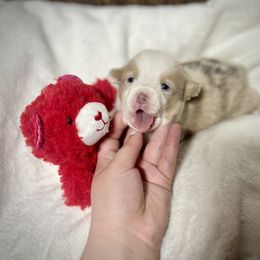 American Corgi, Basset Hound, and Pembroke Welsh Corgi Puppies from High Hopes Hounds