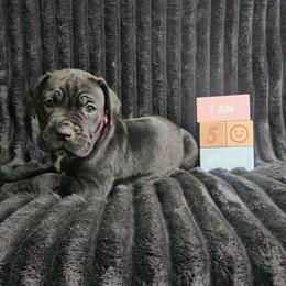 Hot pink collar - Black female Cane Corso puppy in Fritch, Texas from Carrie Brown's Cane Corsos