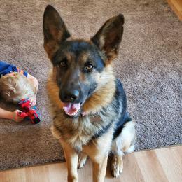German Shepherds from J&A Shepherd's