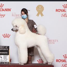 Poodles from MizzElle’s Standard Poodles