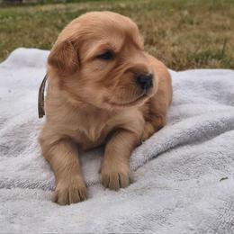 Peach- Light pink collar (3rd pick female) - Dark golden female Golden Retriever puppy in Tenino, Washington from Oak River Goldens'