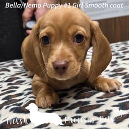 Puppy 1 - Red female Dachshund puppy in Anamosa, Iowa from Melsh Precious Pets