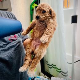 Poodle Puppies from Reuter Clan Poodles